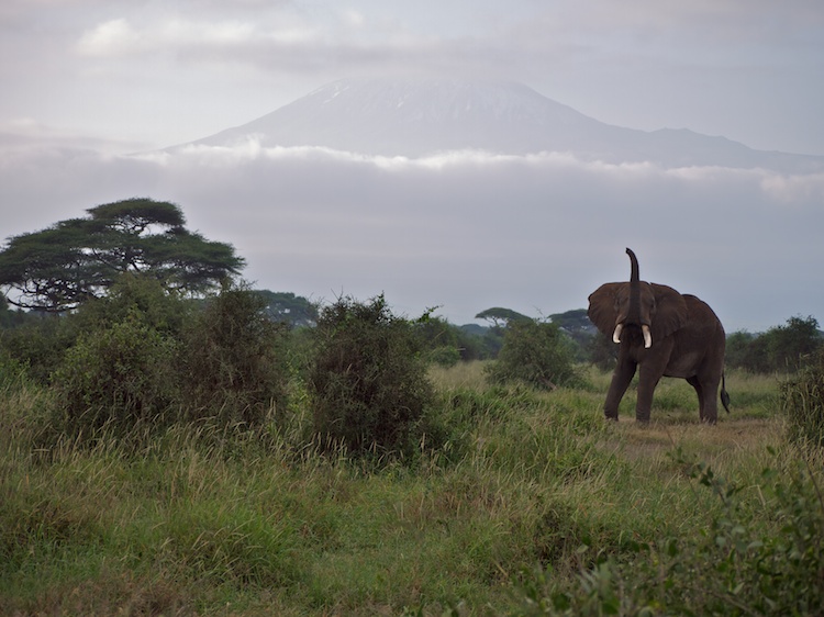 Amboseli_np