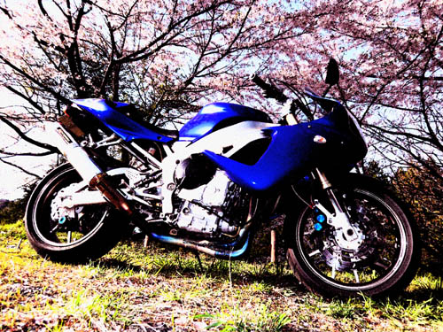 R1と桜