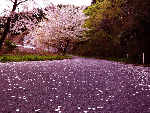 花は散り際