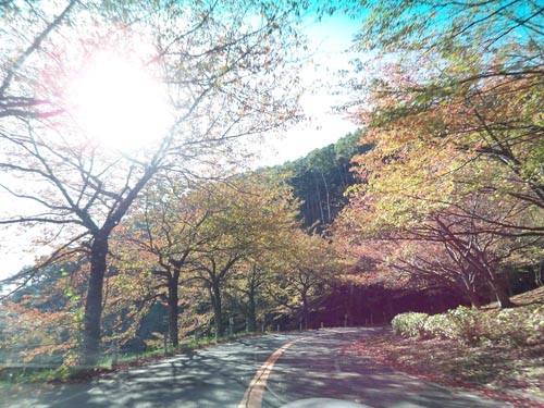 秋の琵琶湖パークウェイ